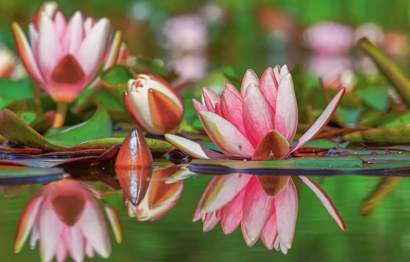 Photo wallpaper water, flowers, nature, reflection, buds, ketchinki