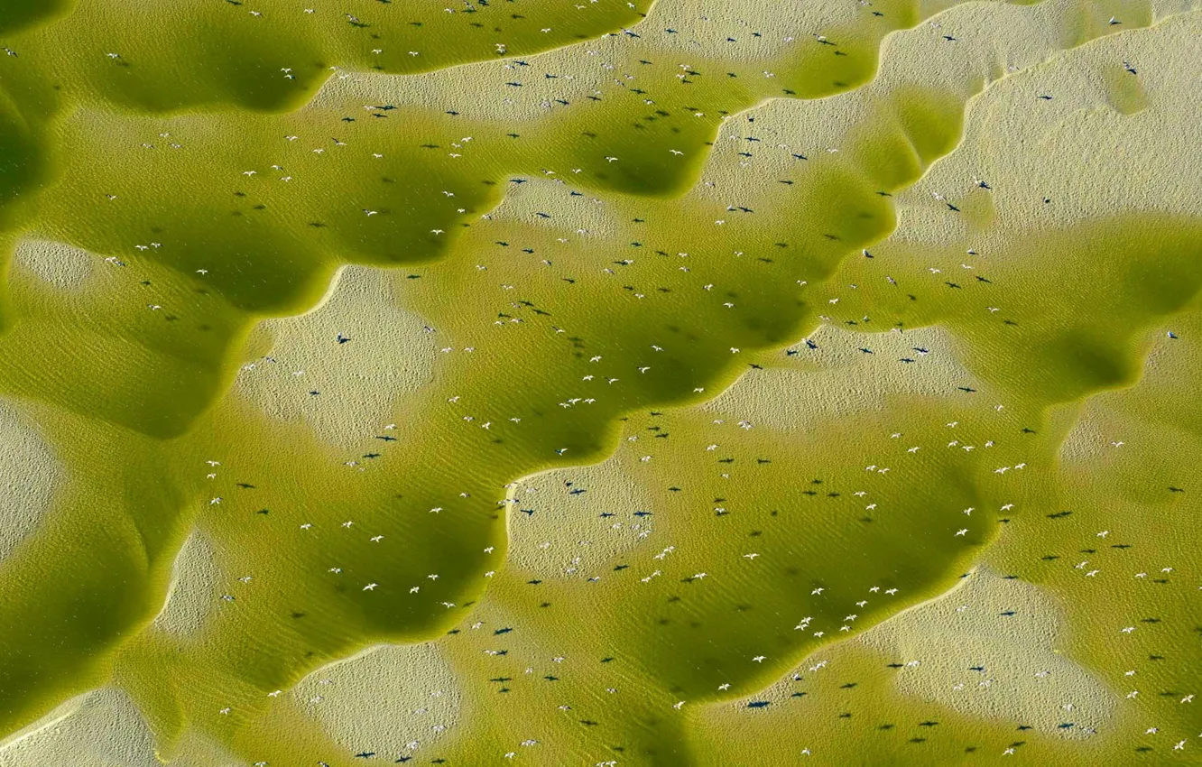 Photo wallpaper river, bird, France, mouth, Somma