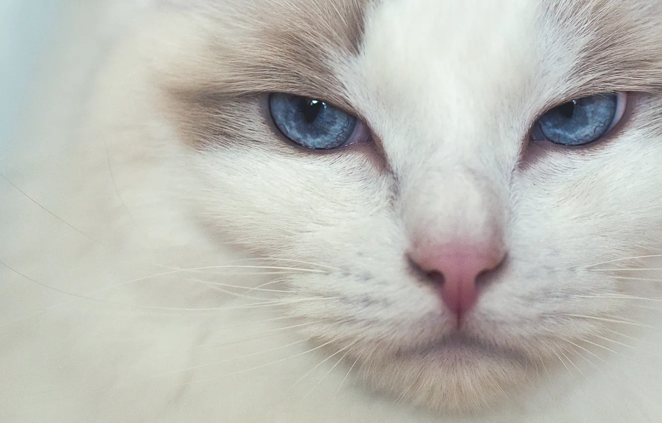 Photo wallpaper cat, look, muzzle, blue eyes, Ragdoll