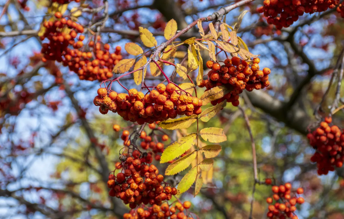 Photo wallpaper autumn, leaves, branches, nature, berries, fruit, red, a lot