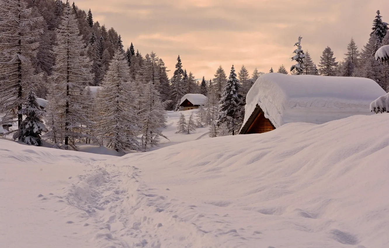 Photo wallpaper winter, forest, snow, home