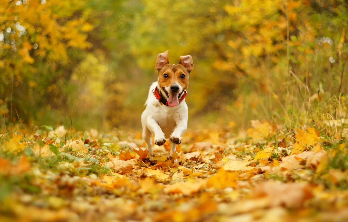 Photo wallpaper autumn, joy, nature, foliage, speed, dog, running, mouth