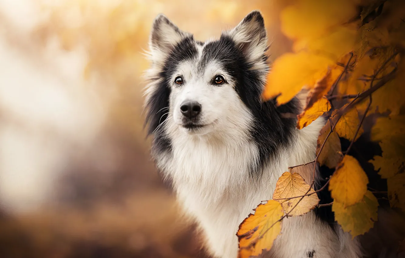 Photo wallpaper autumn, look, face, branches, background, dog, yellow leaves