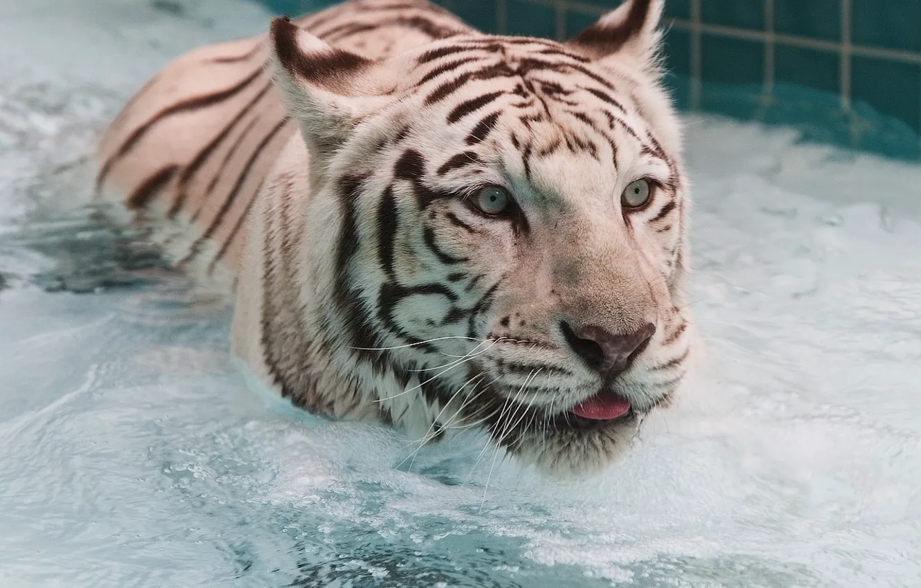 Photo wallpaper white, water, tiger