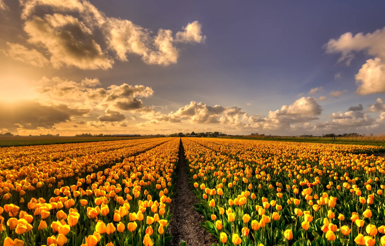 Photo wallpaper field, the sky, the sun, clouds, light, flowers, beauty, spring