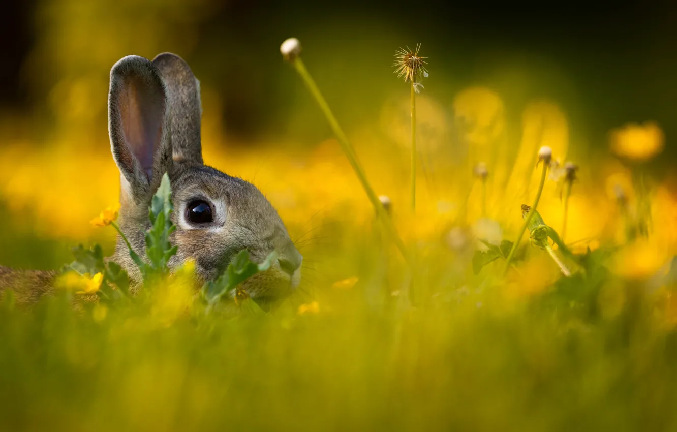 Photo wallpaper grass, look, light, flowers, grey, dandelion, glade, hare