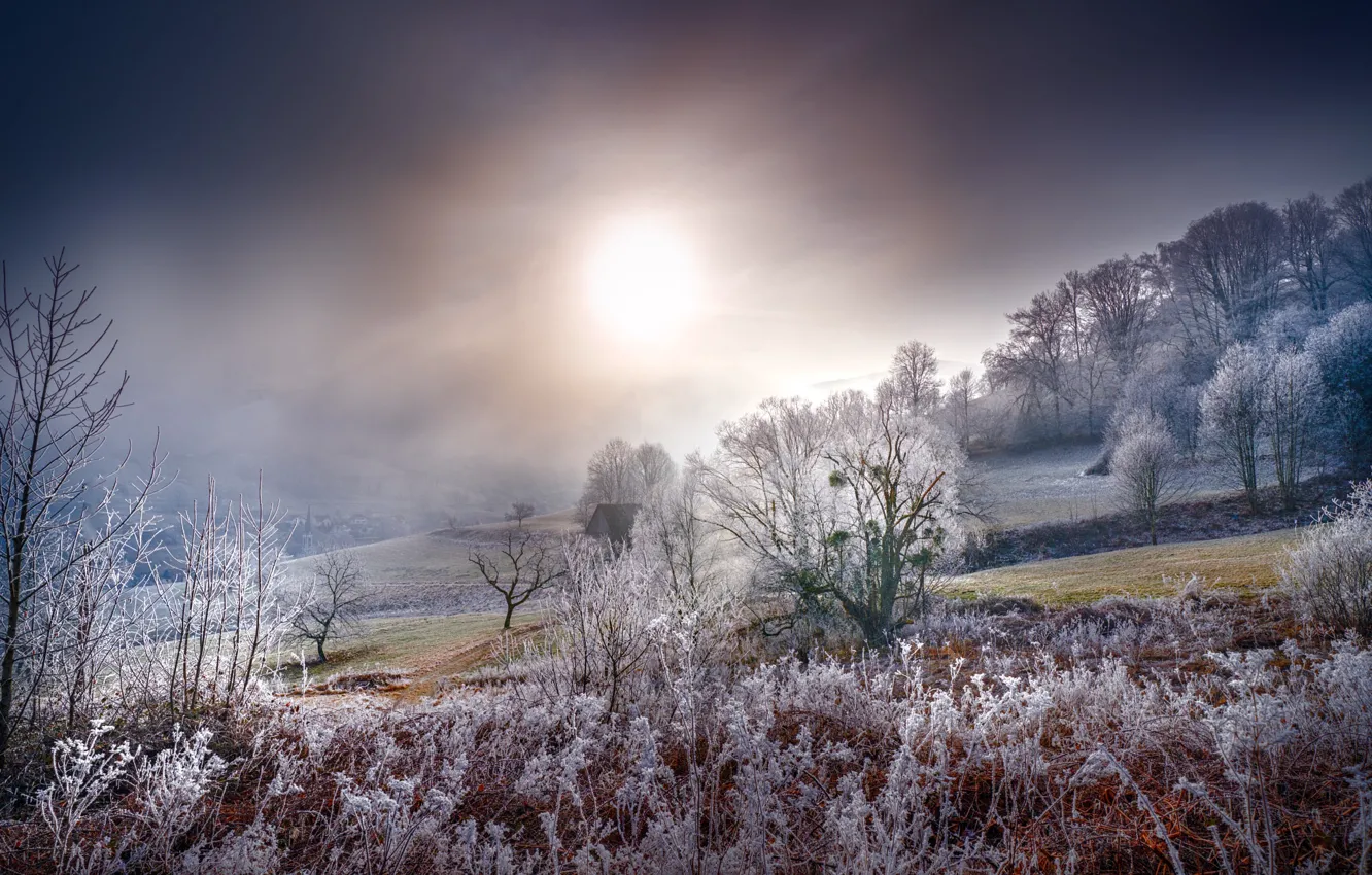 Photo wallpaper winter, frost, field, forest, the sky, grass, the sun, light
