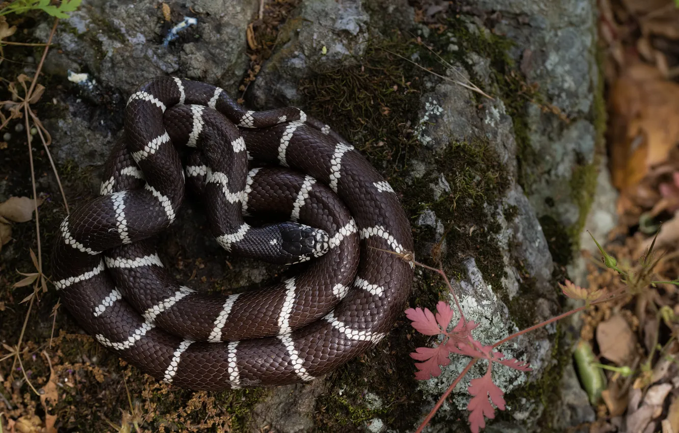 Photo wallpaper black, snake, striped