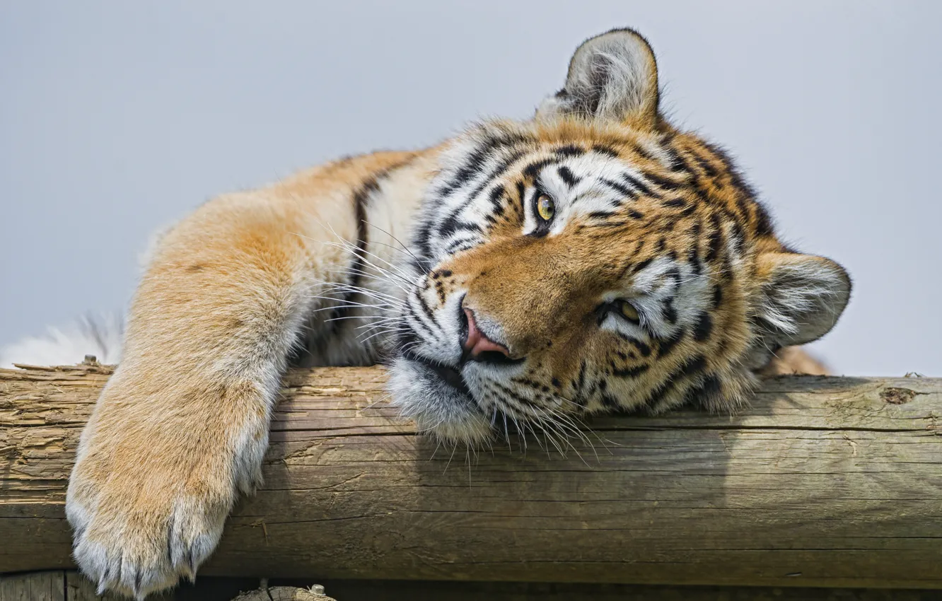 Photo wallpaper cat, look, face, the Amur tiger, ©Tambako The Jaguar
