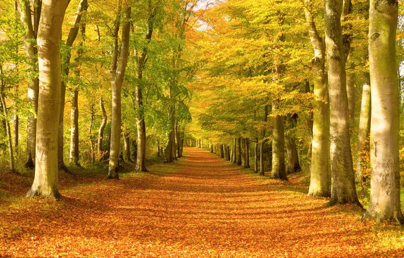 Photo wallpaper autumn, forest, foliage, colors, track, forest, trees, autumn