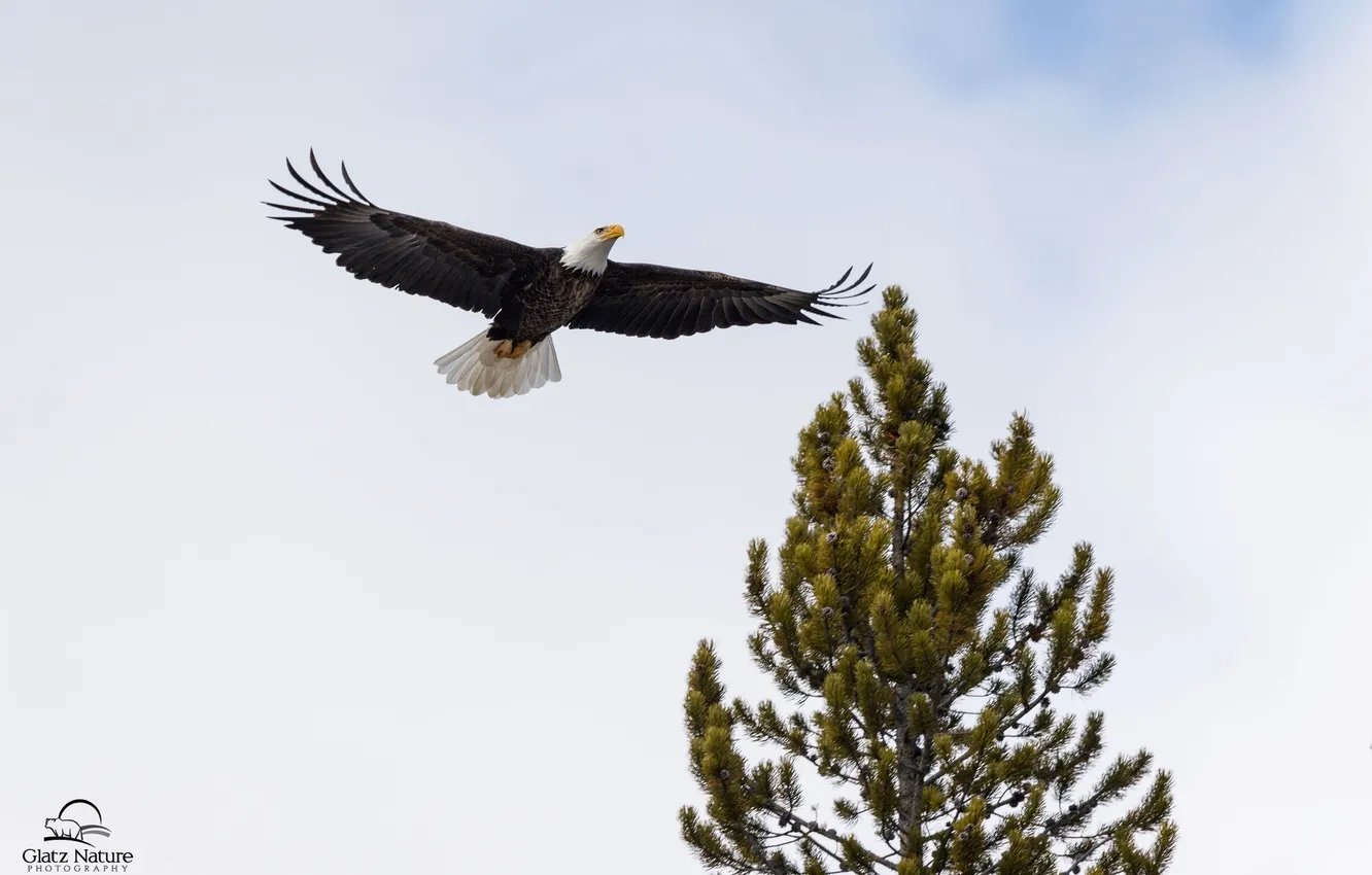 Photo wallpaper the sky, trees, flight, bird, wings, predator, bald eagle
