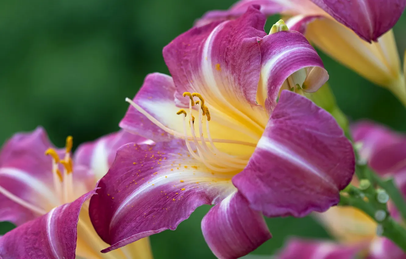 Photo wallpaper summer, flowers, nature