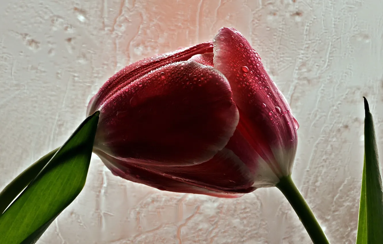 Photo wallpaper flowers, nature, tulips