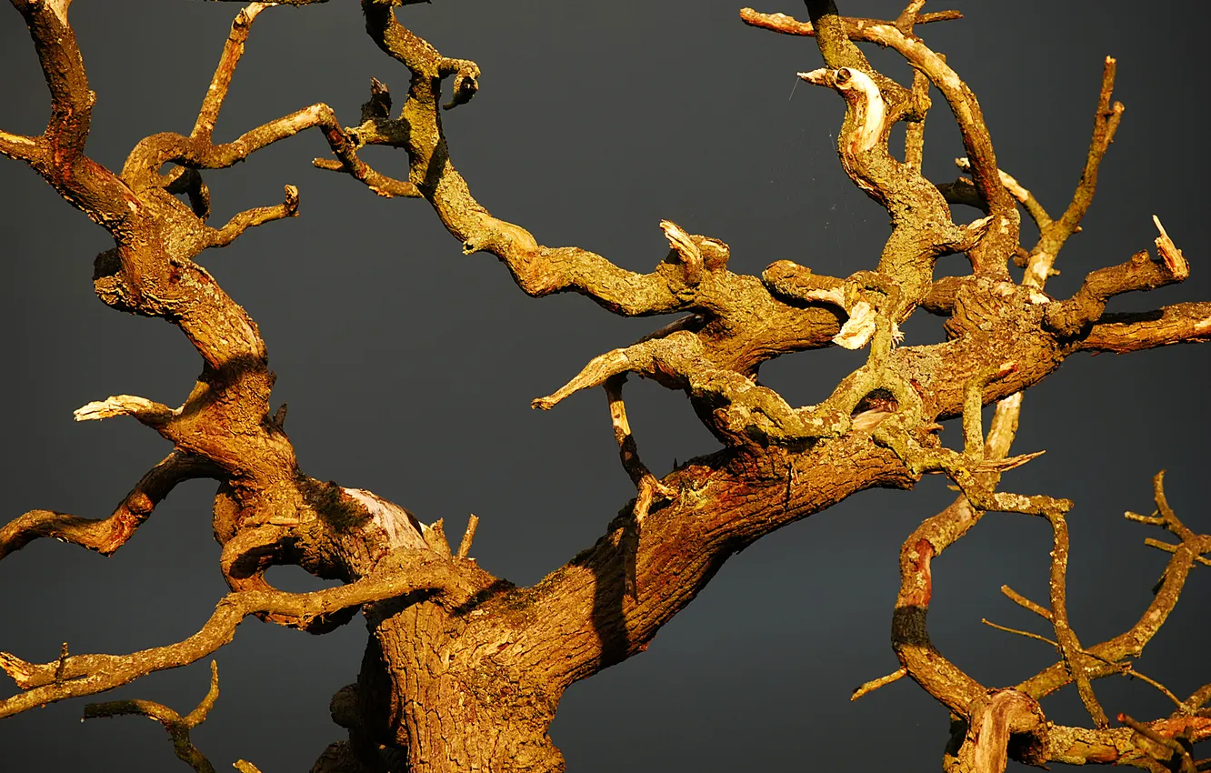 Photo wallpaper trees, branches, nature, web, bark