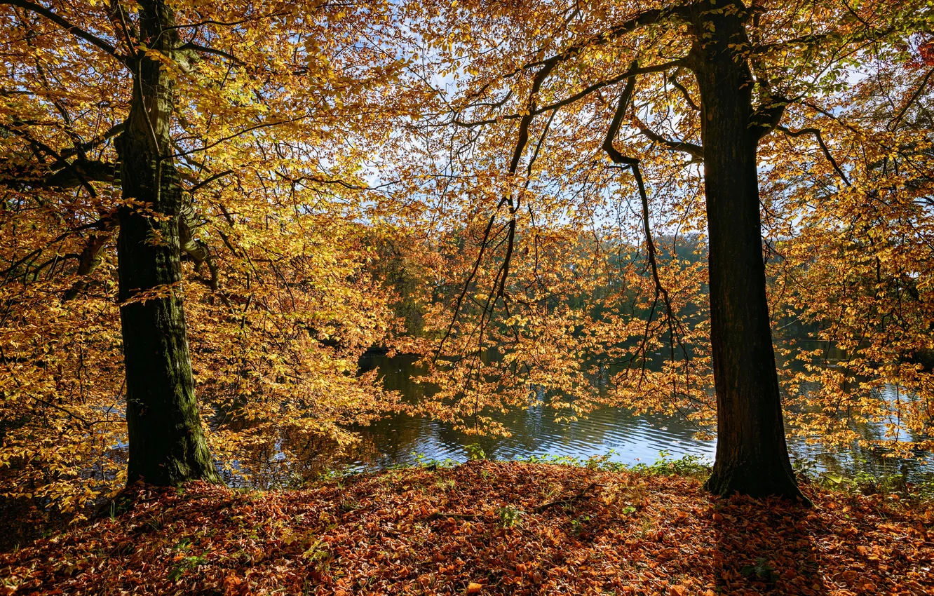 Photo wallpaper autumn, leaves, the sun, trees, branches, yellow, Park, river