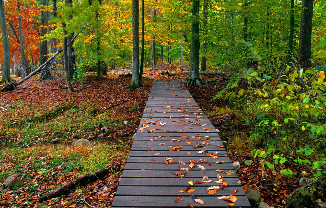 Photo wallpaper autumn, forest, leaves, Nature, the bridge