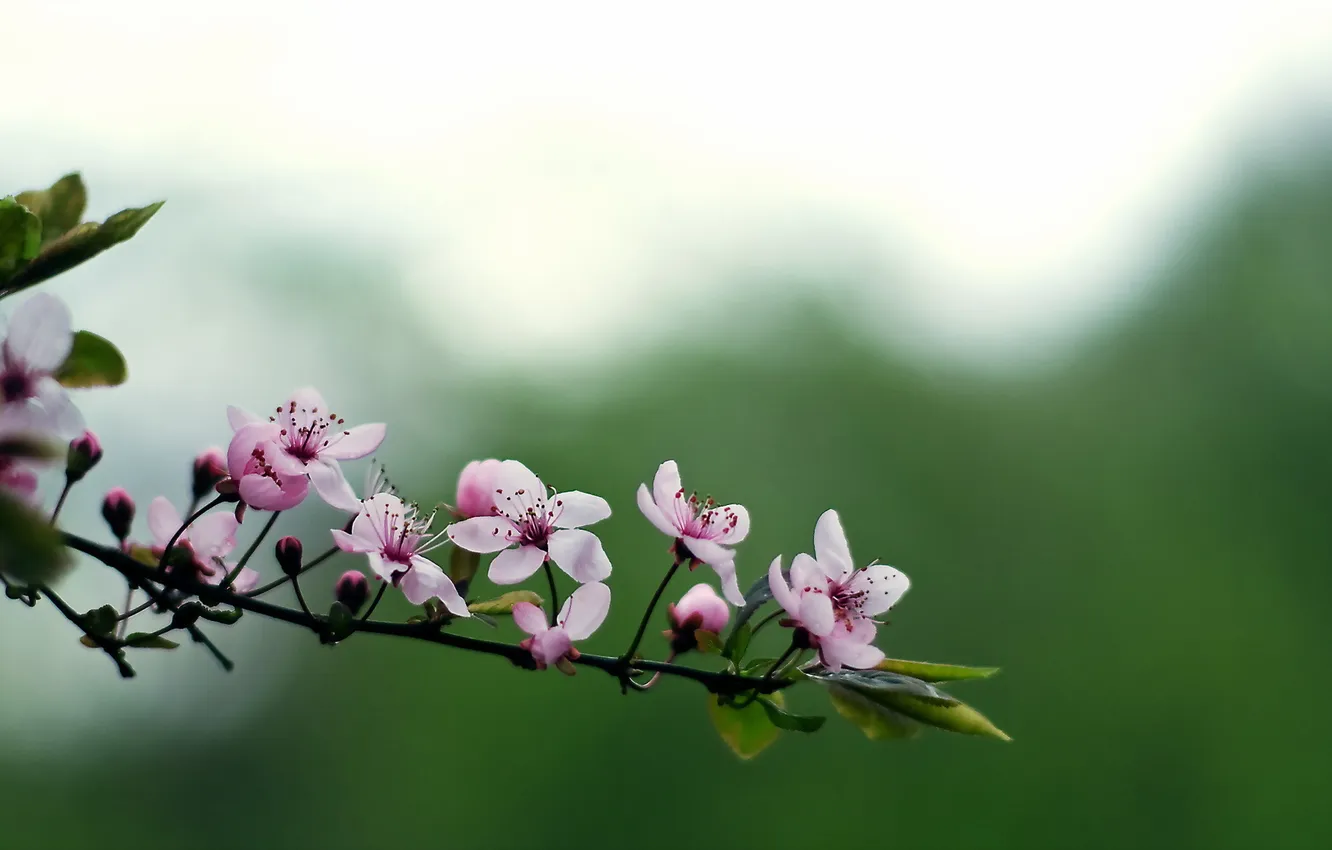 Photo wallpaper branches, nature, background