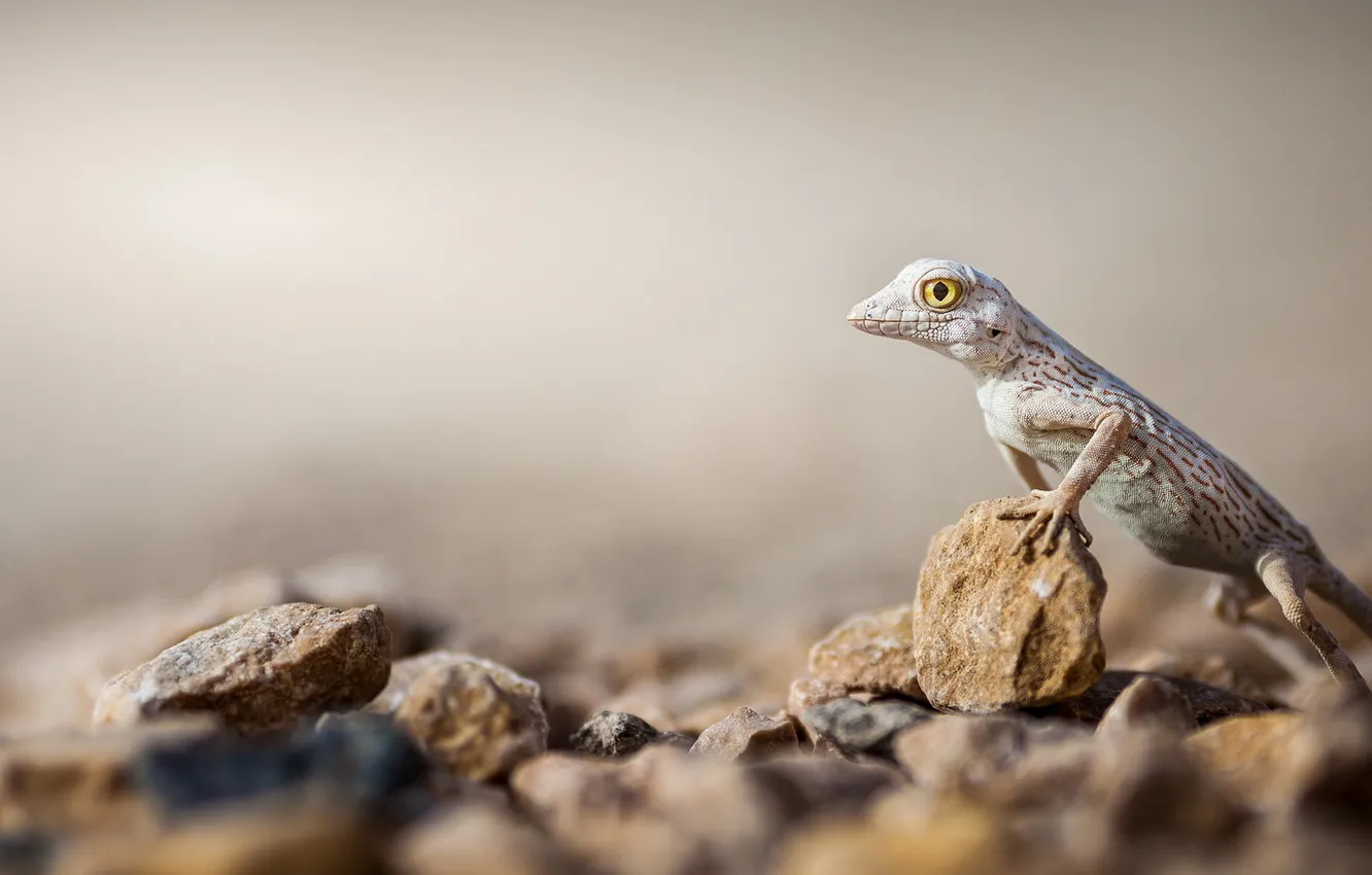 Photo wallpaper nature, background, lizard