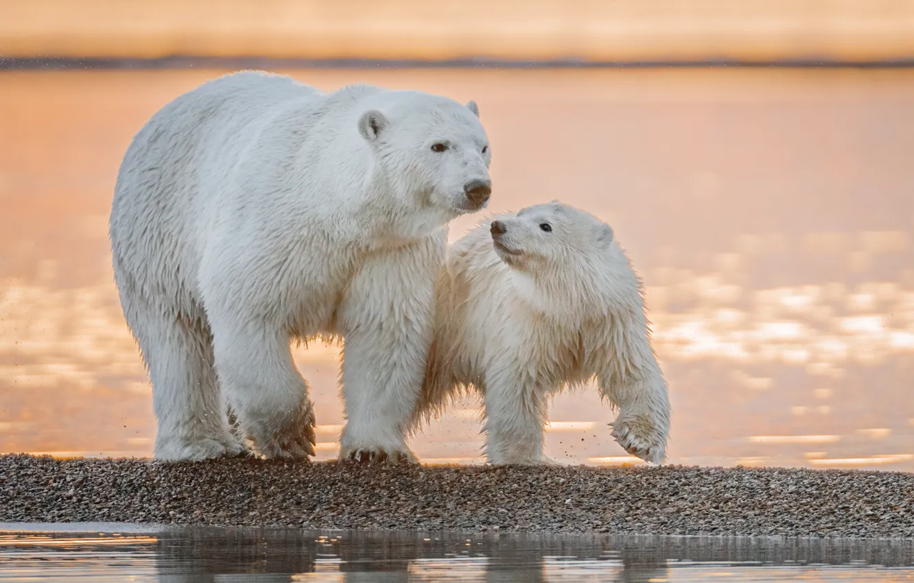 Photo wallpaper water, Alaska, bear, cub, polar bears, bear, polar bears