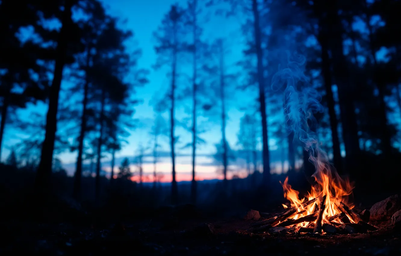 Photo wallpaper forest, night, campfire