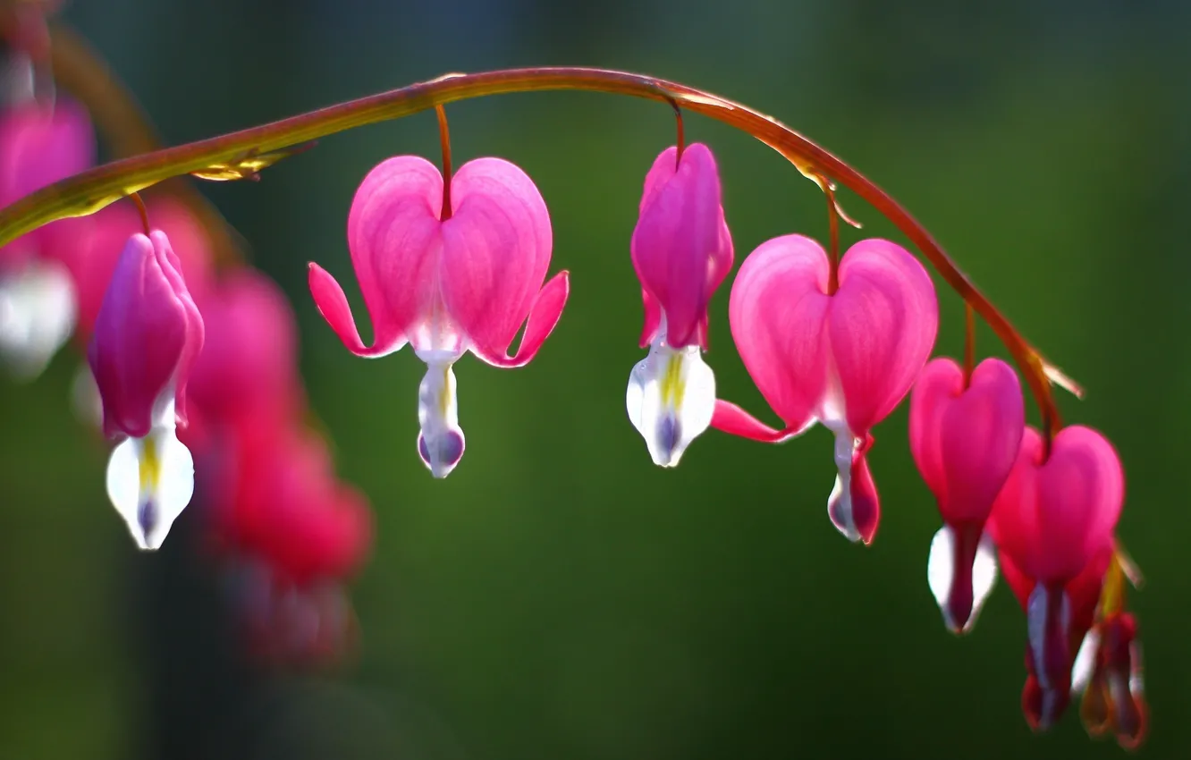 Photo wallpaper trees, flowers, branches, background, Wallpaper, blur, wallpaper, pink