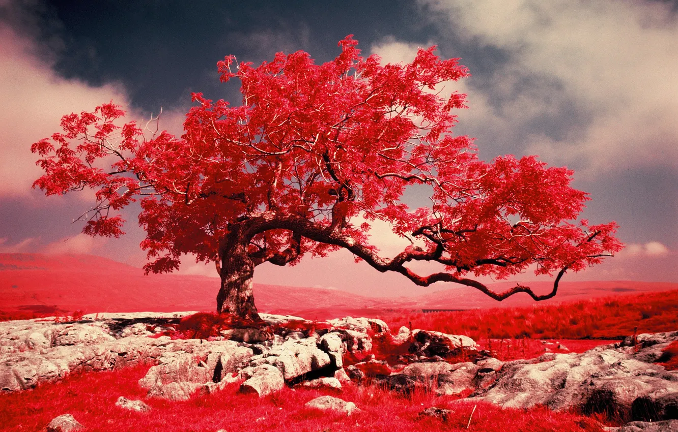 Photo wallpaper grass, trees, mountains, rocks, paint, filter