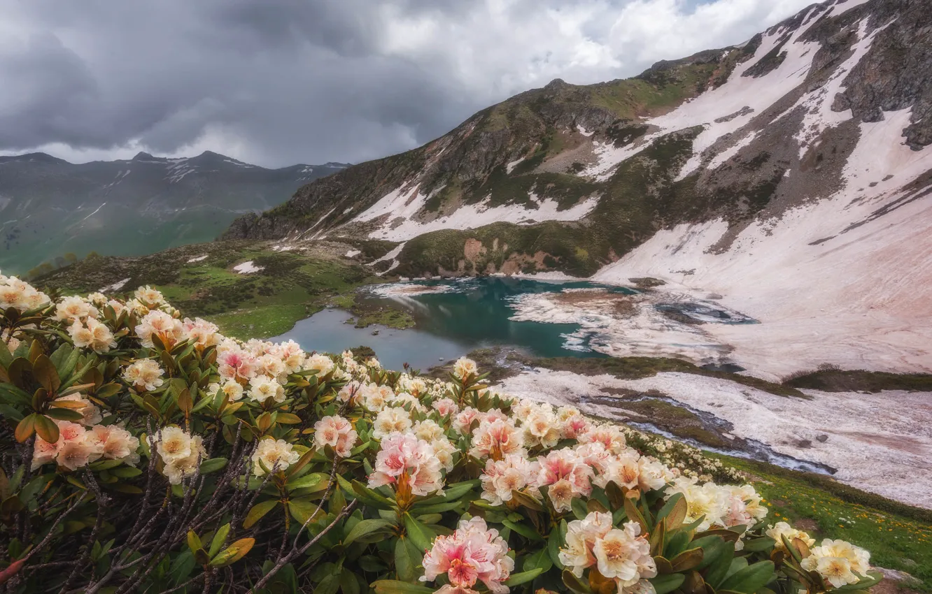 Photo wallpaper flowers, mountains, rhododendrons