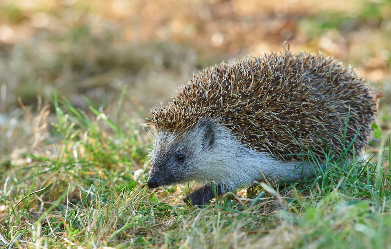 Photo wallpaper grass, glade, walk, hedgehog, hedgehog