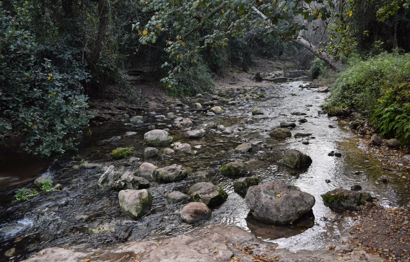 Photo wallpaper green, forest, river, nature, water, wild, Israel, Nofilter