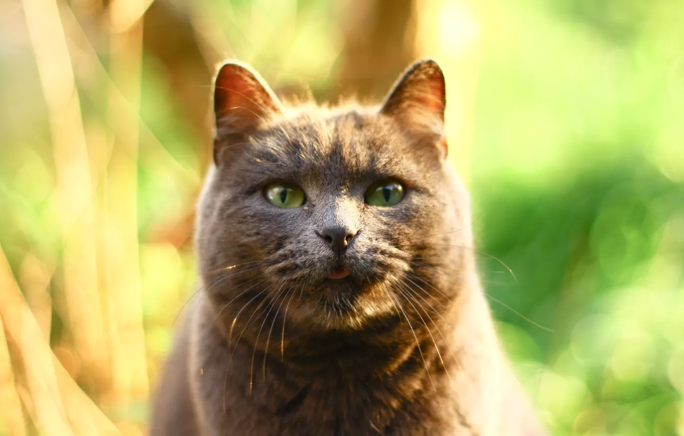 Photo wallpaper cat, glare, grey, background