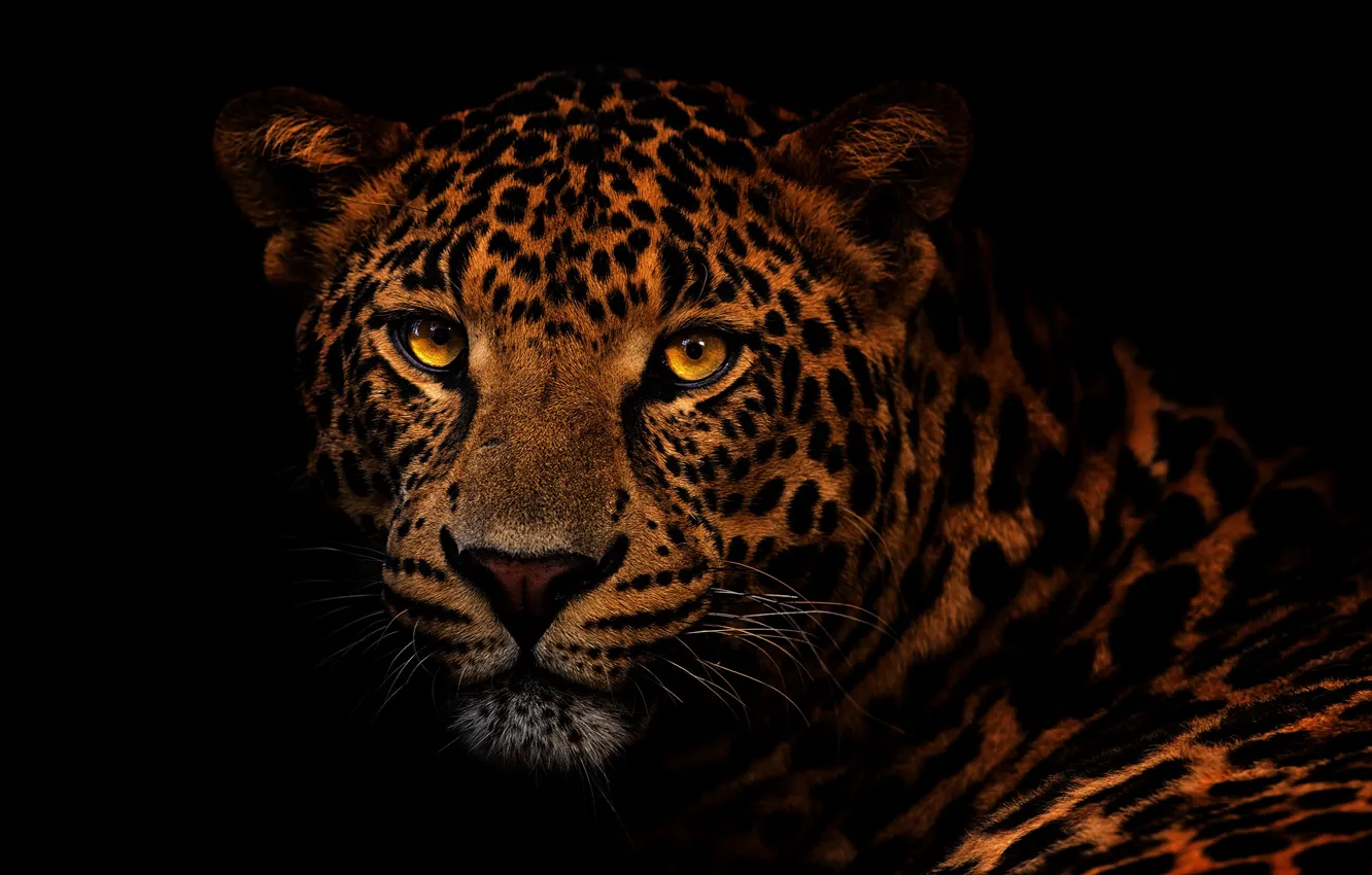 Photo wallpaper eyes, look, face, close-up, portrait, leopard, black background, wild cat