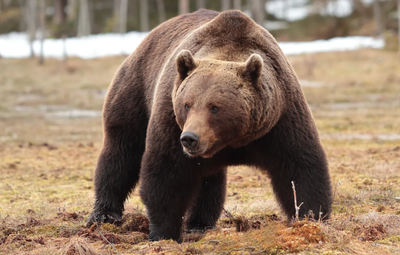 Photo wallpaper pose, look, bear, brown bear, snow, nature, face, is