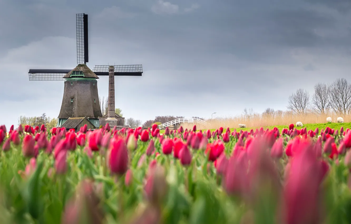 Photo wallpaper field, flowers, spring, tulips, Netherlands
