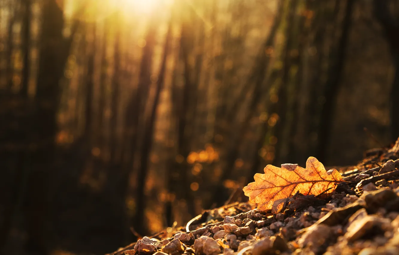 Photo wallpaper autumn, leaf, bokeh, oak