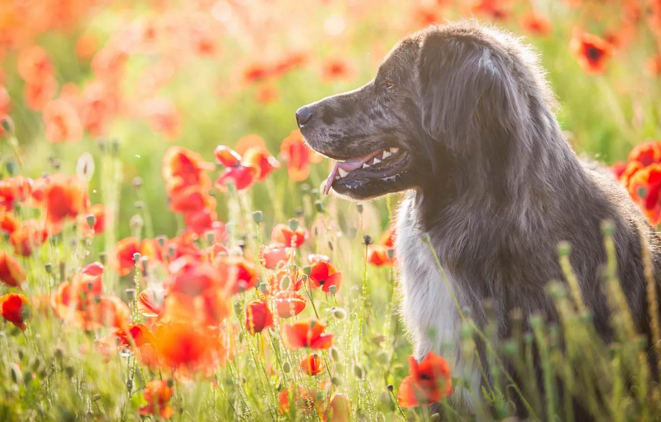 Photo wallpaper field, language, summer, look, face, light, flowers, red