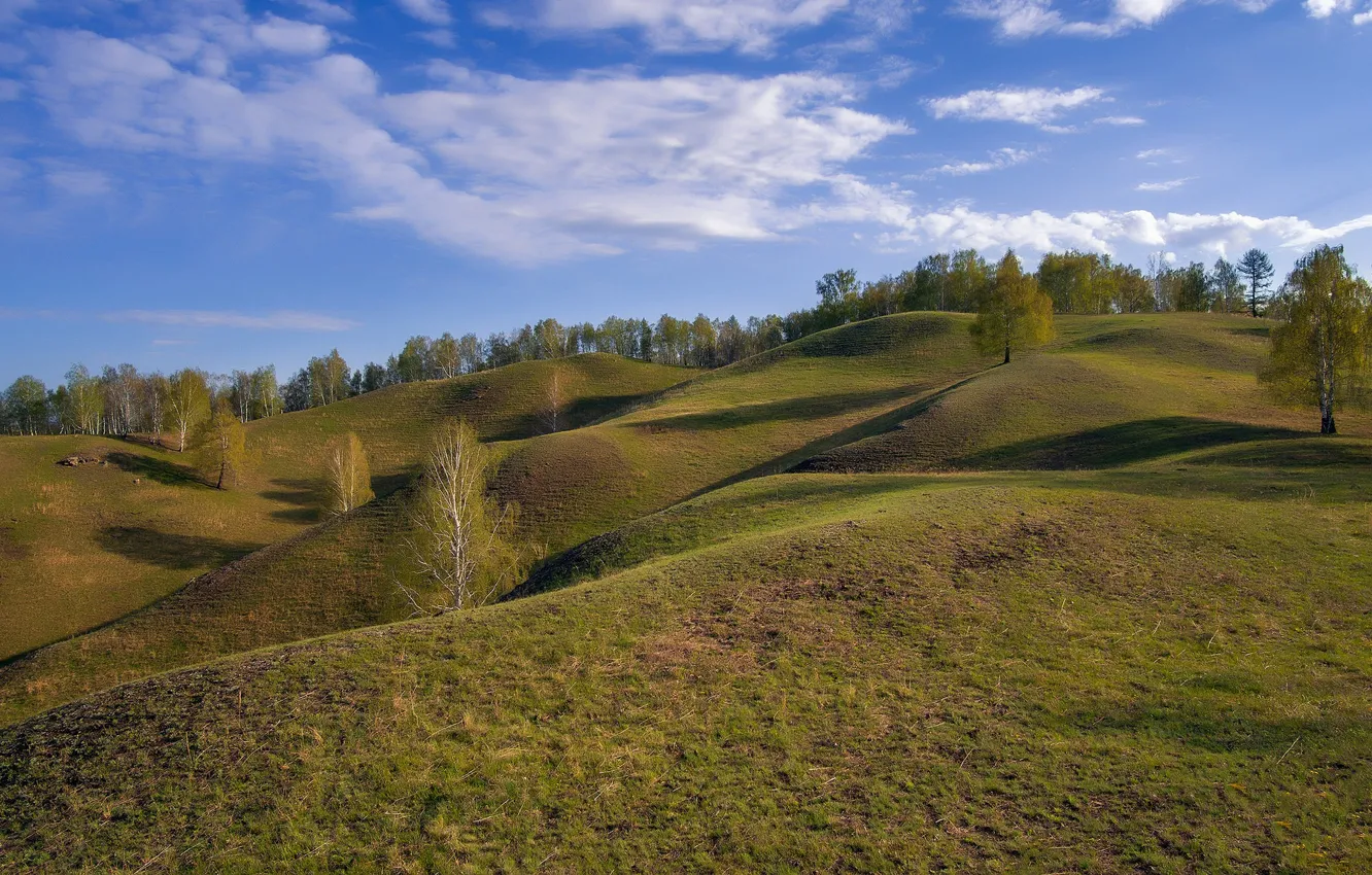 Photo wallpaper field, trees, nature, hills, meadow