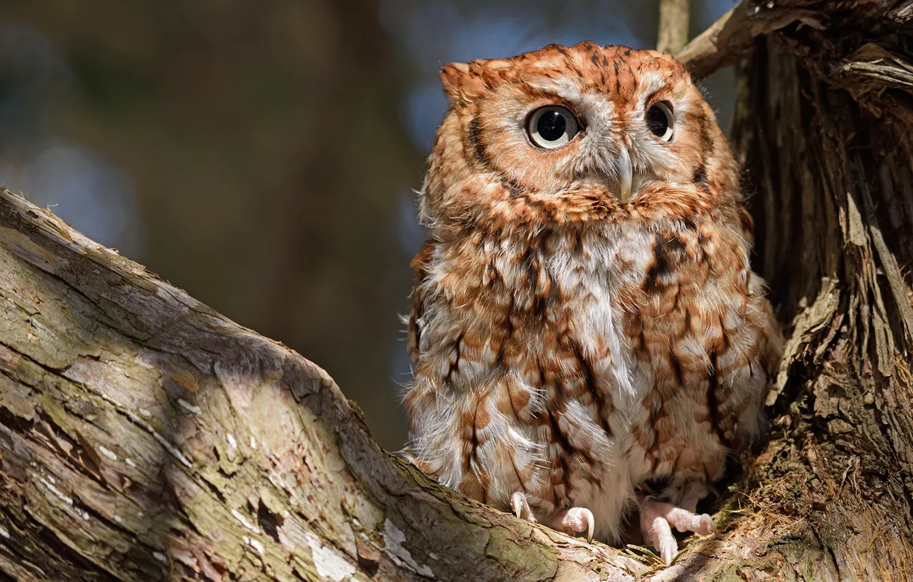 Photo wallpaper trees, nature, owl