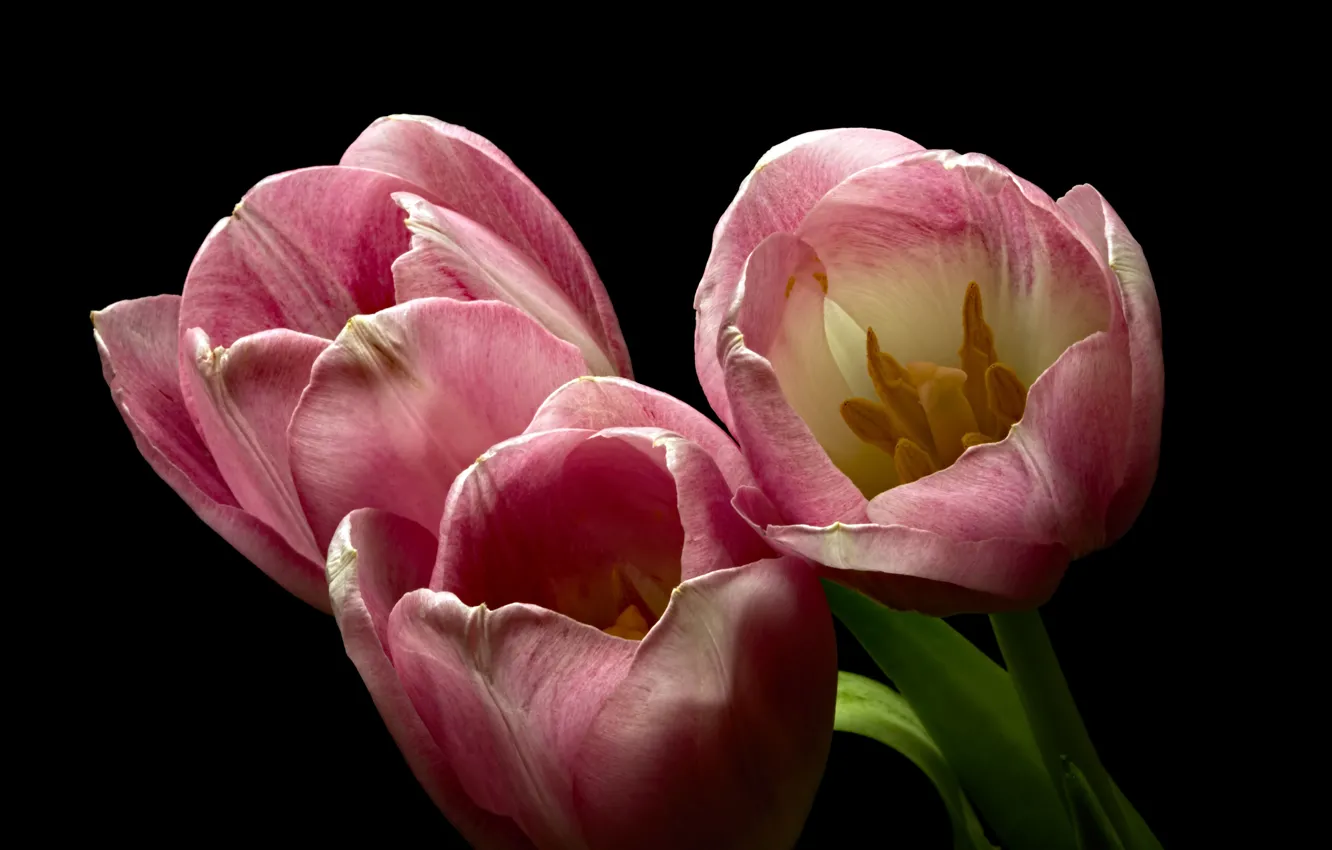 Photo wallpaper tulips, pink, trio, buds, black background