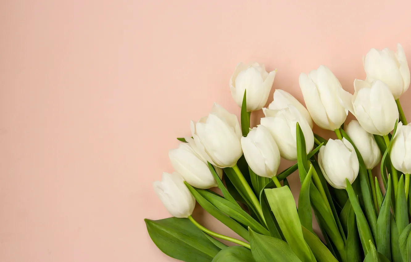 Photo wallpaper flowers, background, tulips, buds