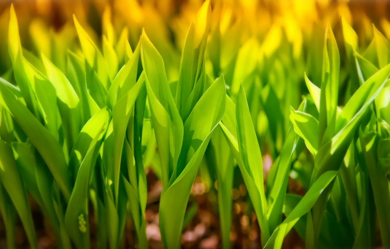 Photo wallpaper greens, leaves, macro, tube