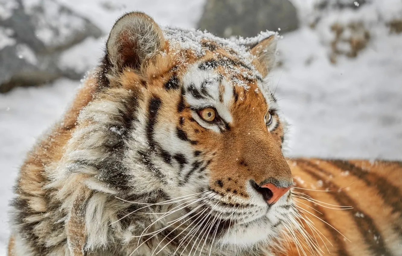 Photo wallpaper winter, look, face, snow, tiger, background, portrait, snowfall