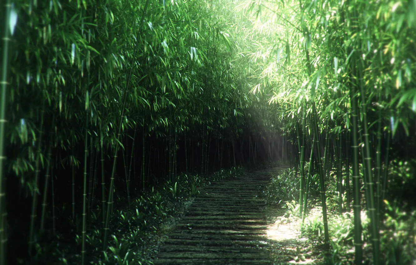 Photo wallpaper nature, thickets, trail, bamboo, art, path, the sun's rays