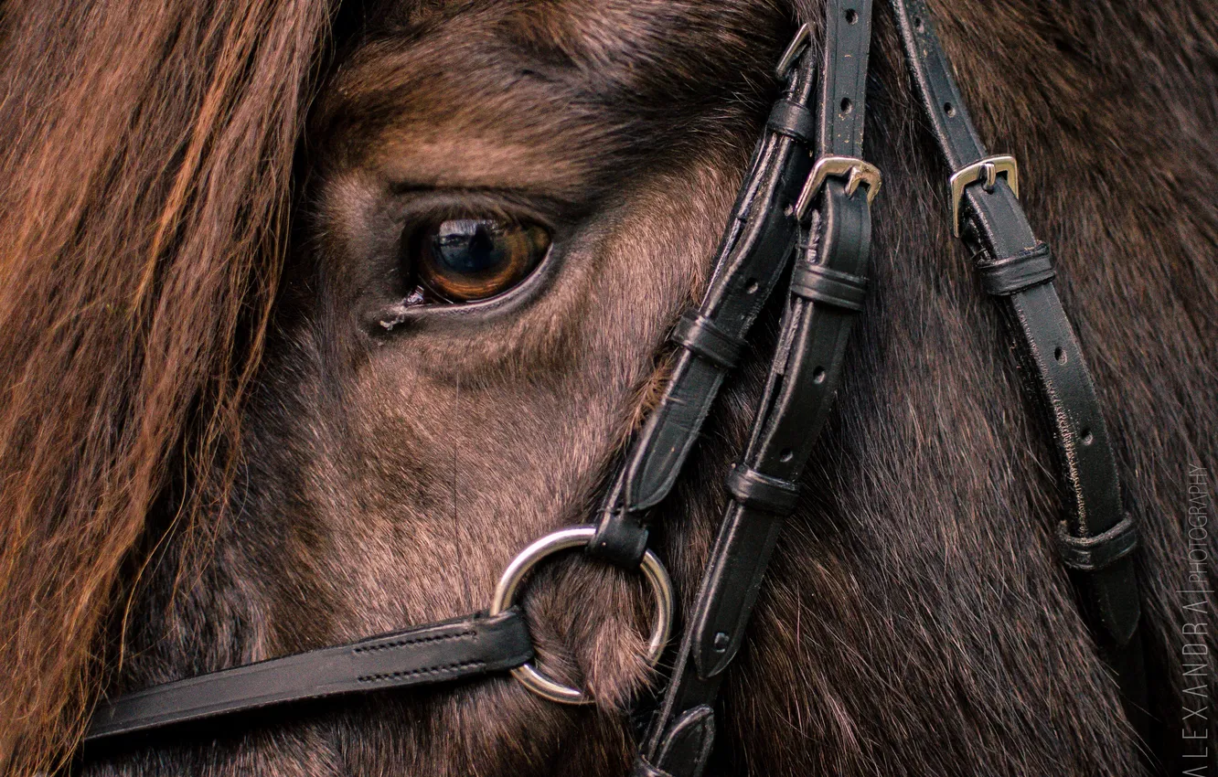 Photo wallpaper horse, head, fur