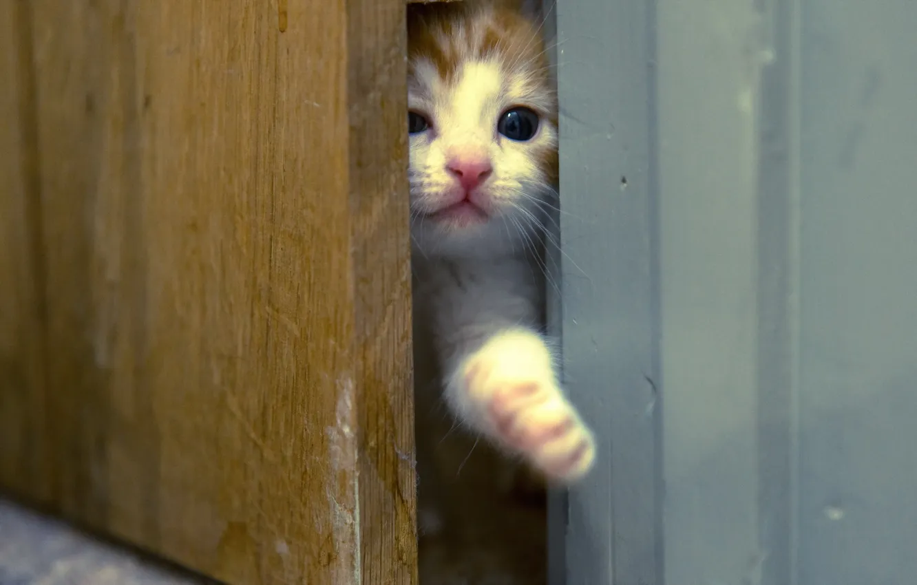 Photo wallpaper cat, background, the door