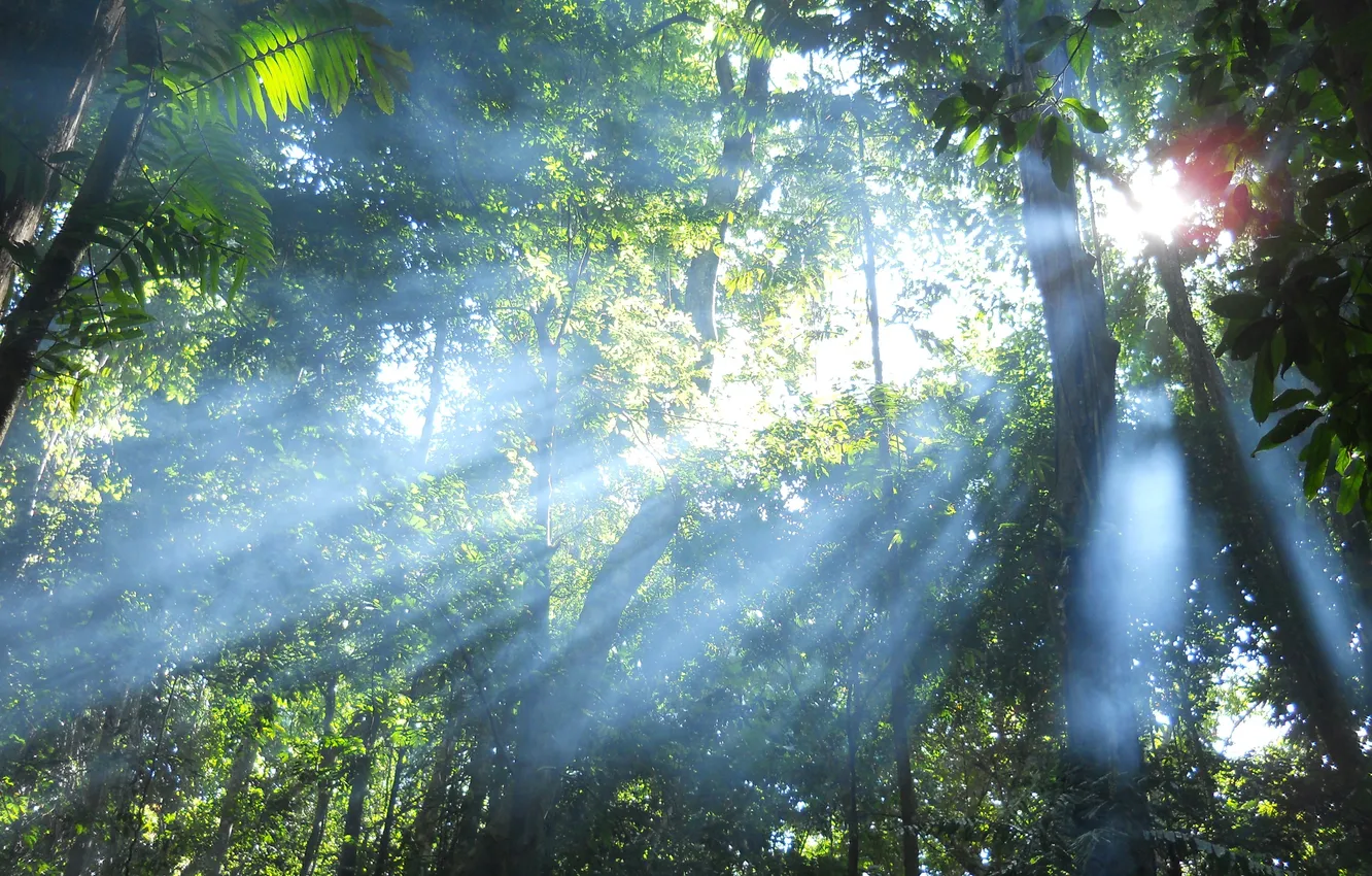 Photo wallpaper forest, the sun, light, trees, nature