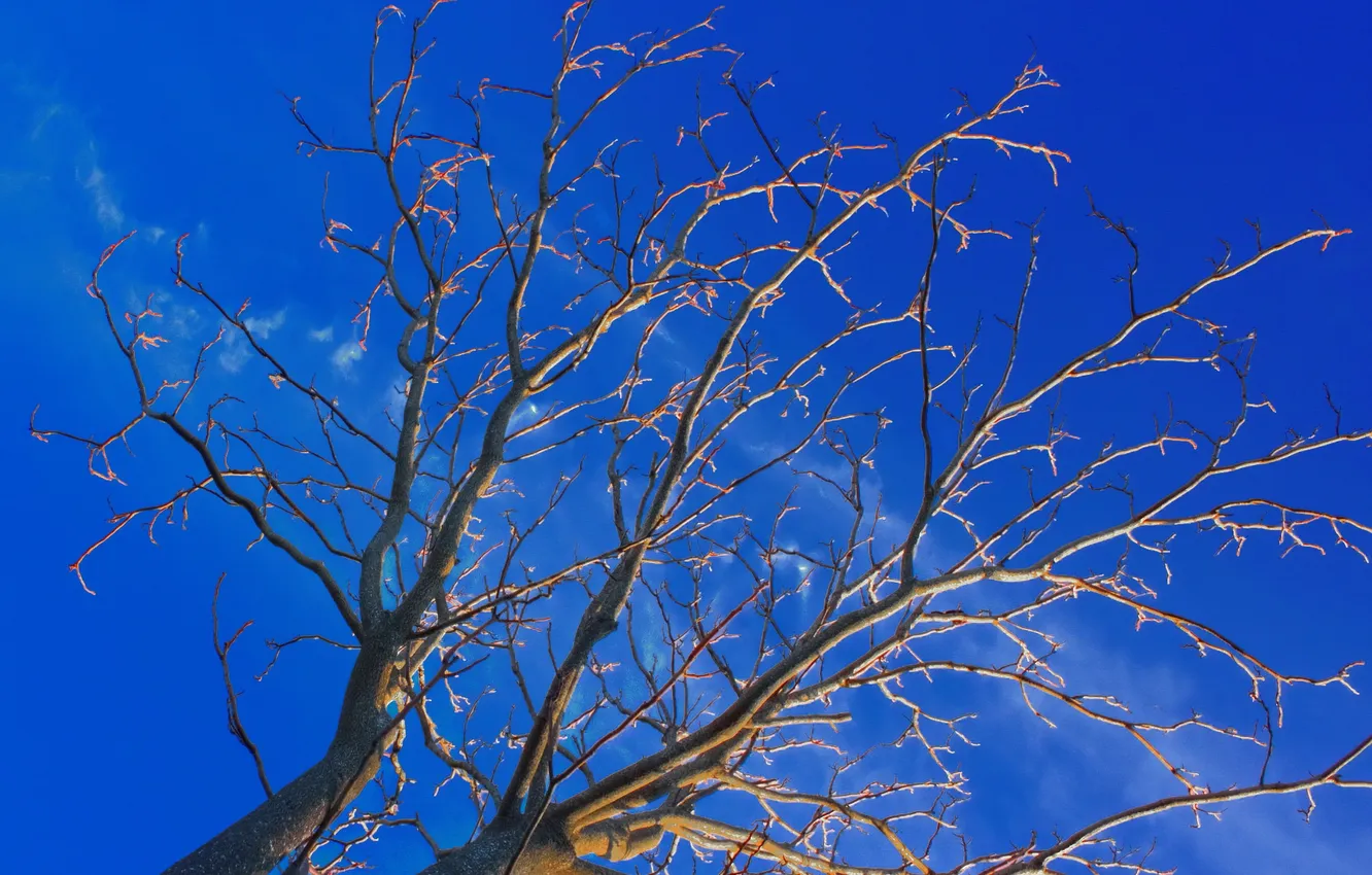 Photo wallpaper the sky, clouds, trees, branches
