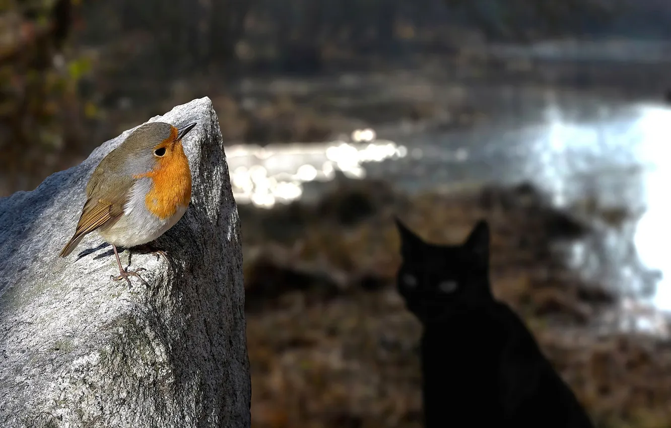 Photo wallpaper cat, look, danger, stone, bird, little