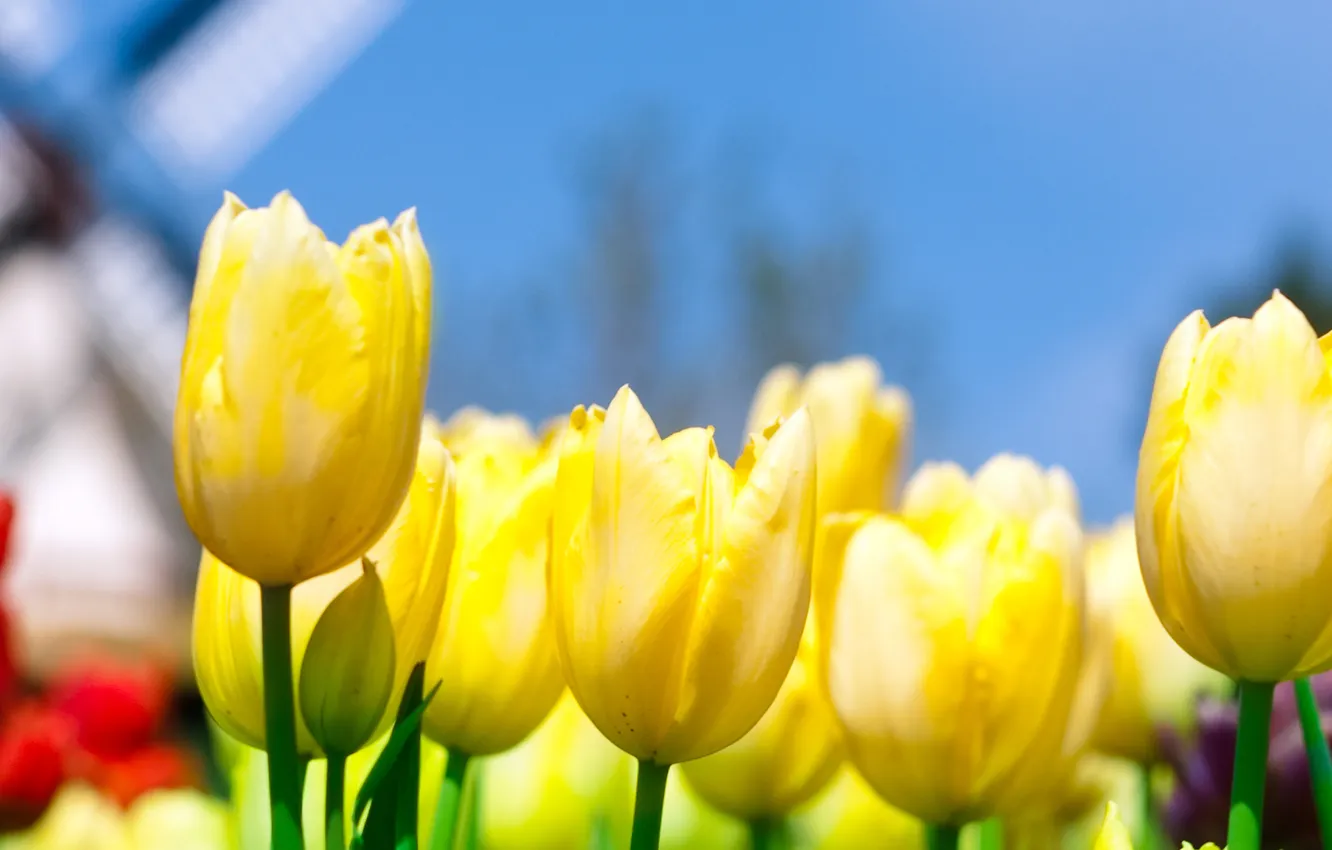 Photo wallpaper the sky, nature, stem, meadow, tulips, flowerbed