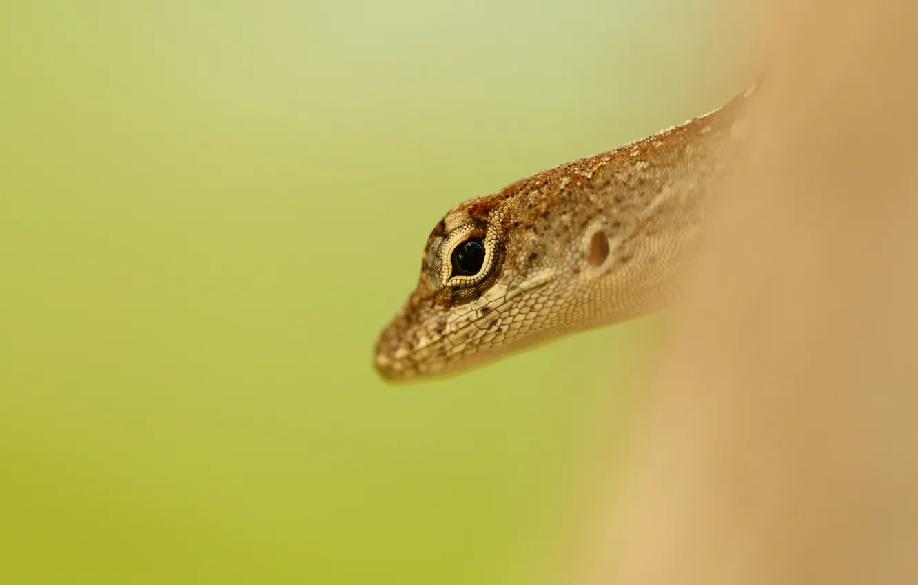 Photo wallpaper eyes, background, head, lizard