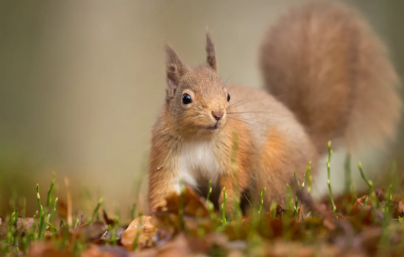Photo wallpaper look, pose, background, protein, squirrel